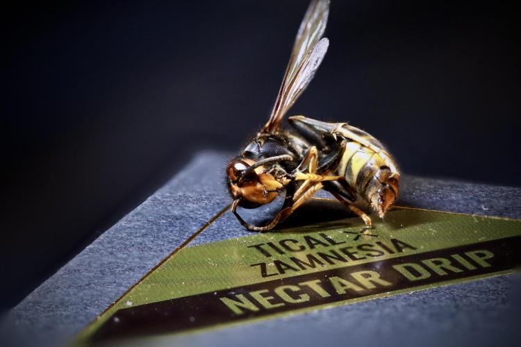 TicaL X Zamnesia-NectarDrip pack#268/750. Week 0 - Photo stacks