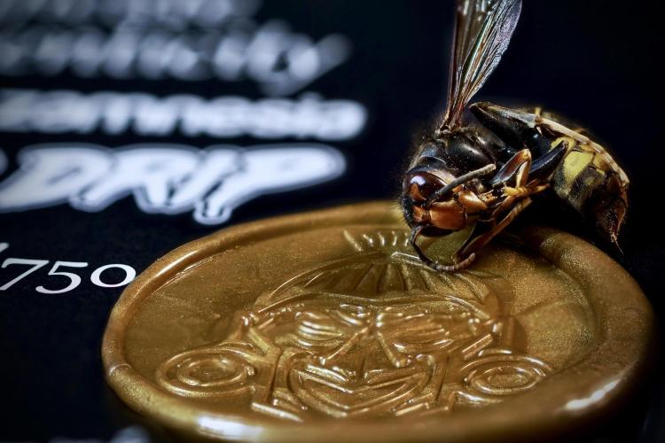 TicaL X Zamnesia-NectarDrip pack#268/750. Week 0 - Photo stacks