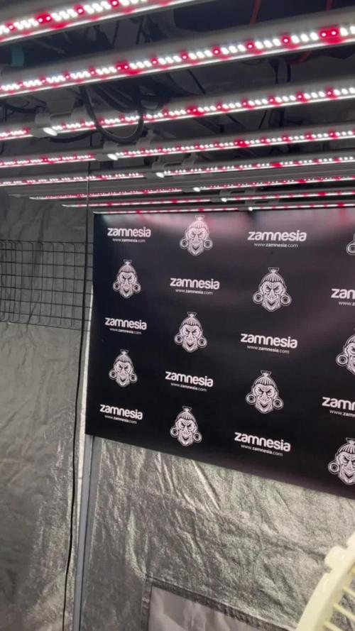 TicaL X Zamnesia-NectarDrip pack#268/750