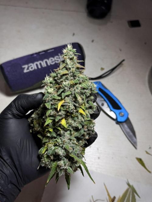 BlueBerry by Zamnesia Seeds. Week 13 - BB#2