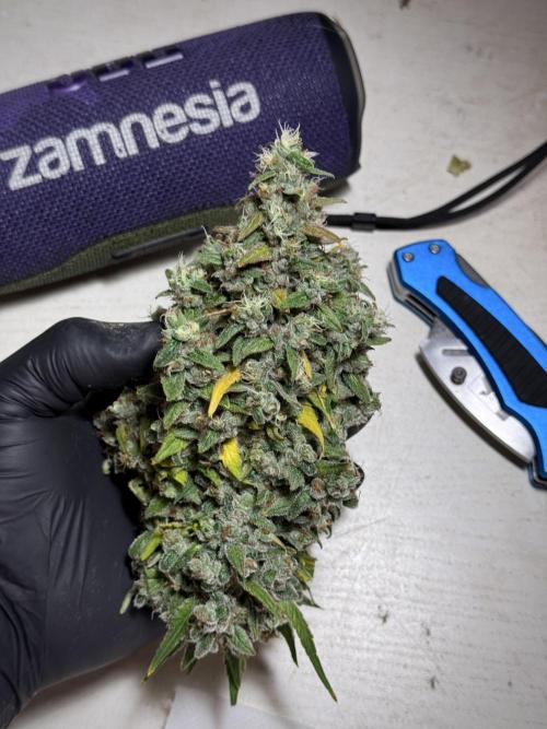 BlueBerry by Zamnesia Seeds. Week 13 - BB#2