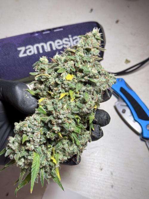 BlueBerry by Zamnesia Seeds. Week 13 - BB#2