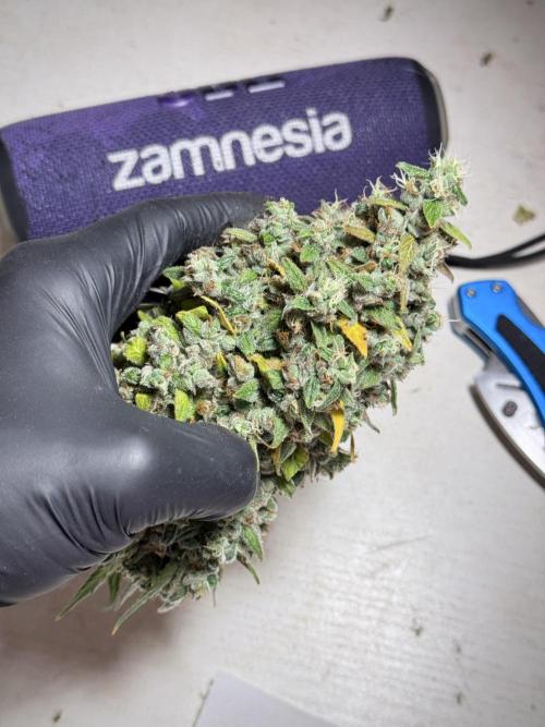 BlueBerry by Zamnesia Seeds. Week 13 - BB#2