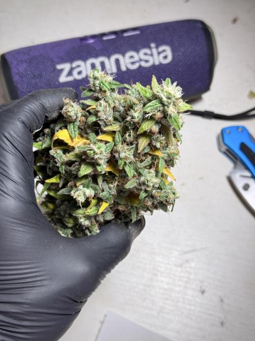 BlueBerry by Zamnesia Seeds. Week 13 - BB#2