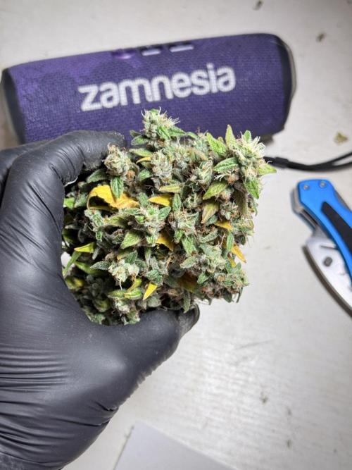 BlueBerry by Zamnesia Seeds. Week 13 - BB#2