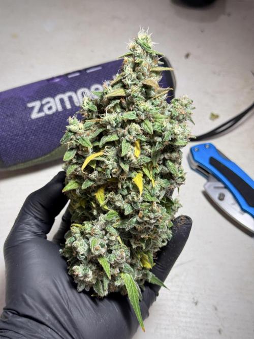 BlueBerry by Zamnesia Seeds. Week 13 - BB#2