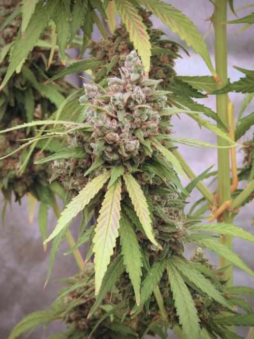 BlueBerry by Zamnesia Seeds. Week 13 - BB#2