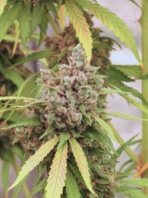 BlueBerry by Zamnesia Seeds. Week 13 - BB#2