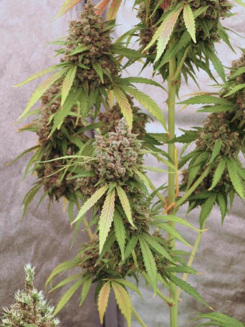 BlueBerry by Zamnesia Seeds. Week 13 - BB#2