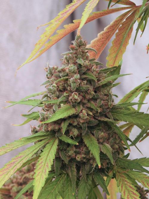 BlueBerry by Zamnesia Seeds. Week 13 - BB#2