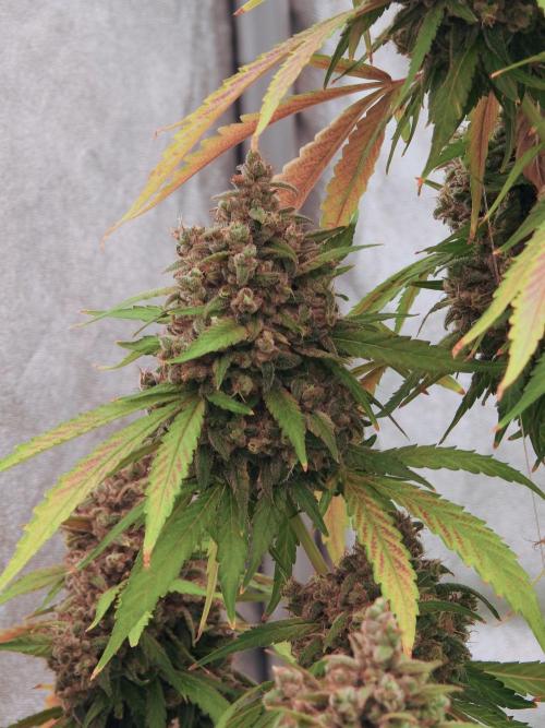 BlueBerry by Zamnesia Seeds. Week 13 - BB#2