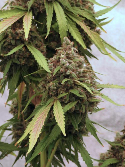 BlueBerry by Zamnesia Seeds. Week 13 - BB#2