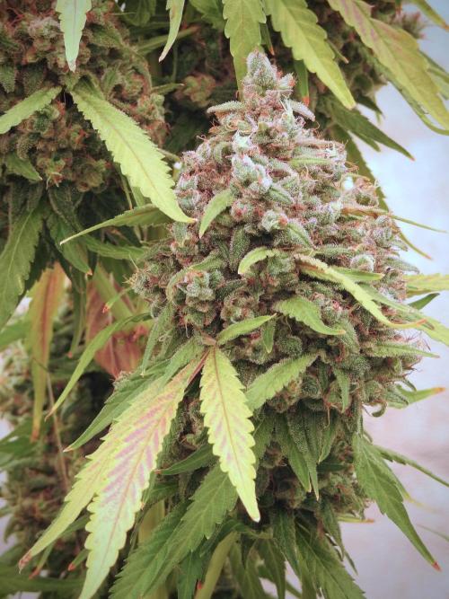 BlueBerry by Zamnesia Seeds. Week 13 - BB#2