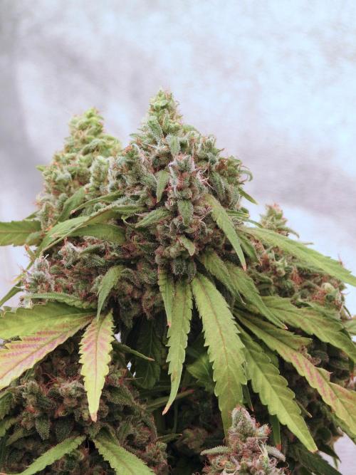 BlueBerry by Zamnesia Seeds. Week 13 - BB#2