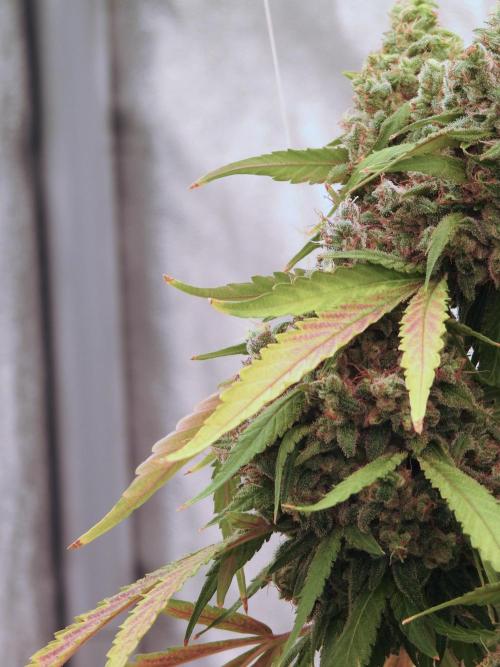 BlueBerry by Zamnesia Seeds. Week 13 - BB#2