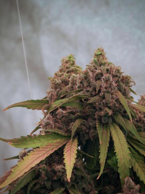 BlueBerry by Zamnesia Seeds. Week 13 - BB#2