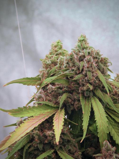 BlueBerry by Zamnesia Seeds. Week 13 - BB#2