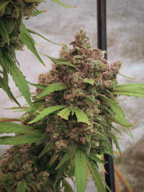 BlueBerry by Zamnesia Seeds. Week 13 - BB#2