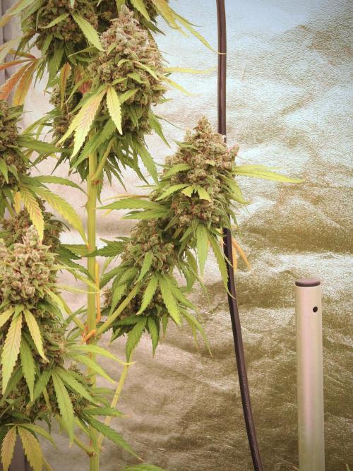 BlueBerry by Zamnesia Seeds. Week 13 - BB#2