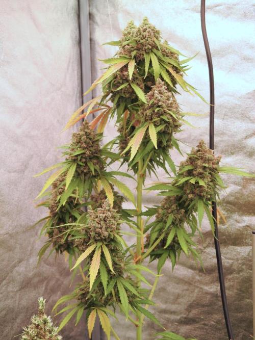 BlueBerry by Zamnesia Seeds. Week 13 - BB#2