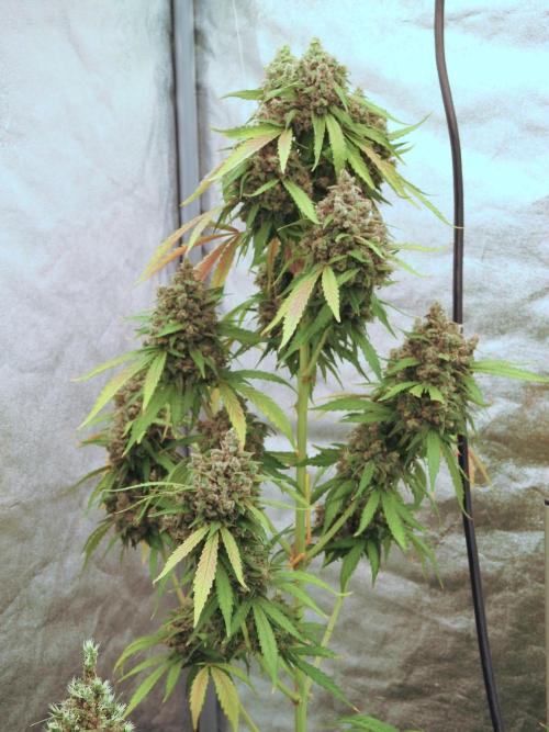 BlueBerry by Zamnesia Seeds. Week 13 - BB#2