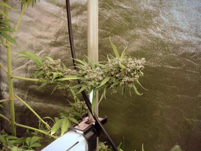 BlueBerry by Zamnesia Seeds. Week 13 - BB#2