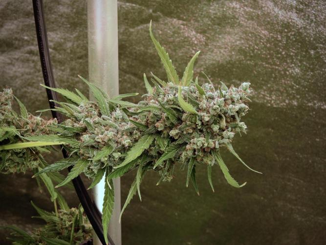 BlueBerry by Zamnesia Seeds. Week 13 - BB#2