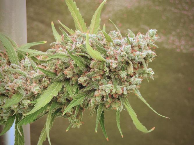 BlueBerry by Zamnesia Seeds. Week 13 - BB#2