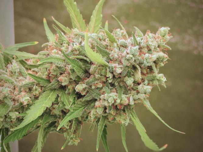 BlueBerry by Zamnesia Seeds. Week 13 - BB#2