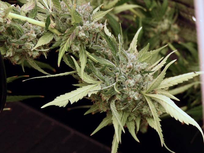 BlueBerry by Zamnesia Seeds. Week 13 - BB#2