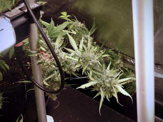 BlueBerry by Zamnesia Seeds. Week 13 - BB#2