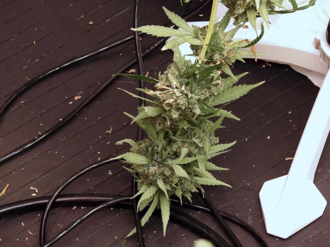 BlueBerry by Zamnesia Seeds. Week 13 - BB#2