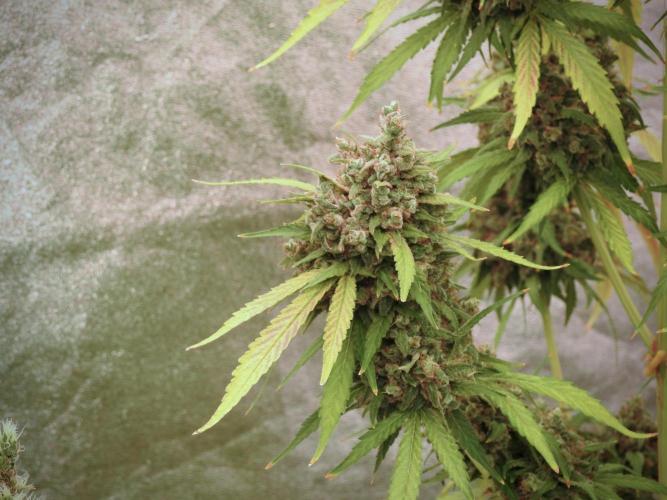 BlueBerry by Zamnesia Seeds. Week 13 - BB#2