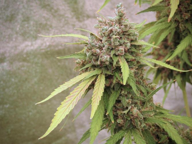 BlueBerry by Zamnesia Seeds. Week 13 - BB#2