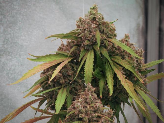 BlueBerry by Zamnesia Seeds. Week 13 - BB#2