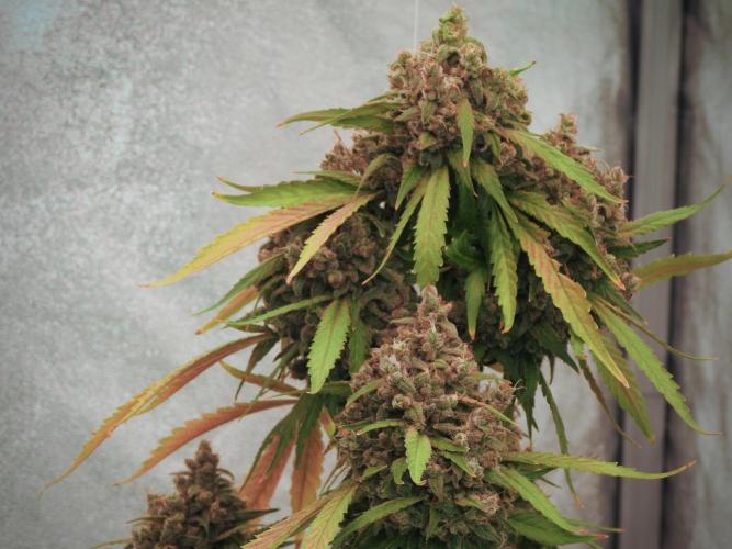 BlueBerry by Zamnesia Seeds. Week 13 - BB#2