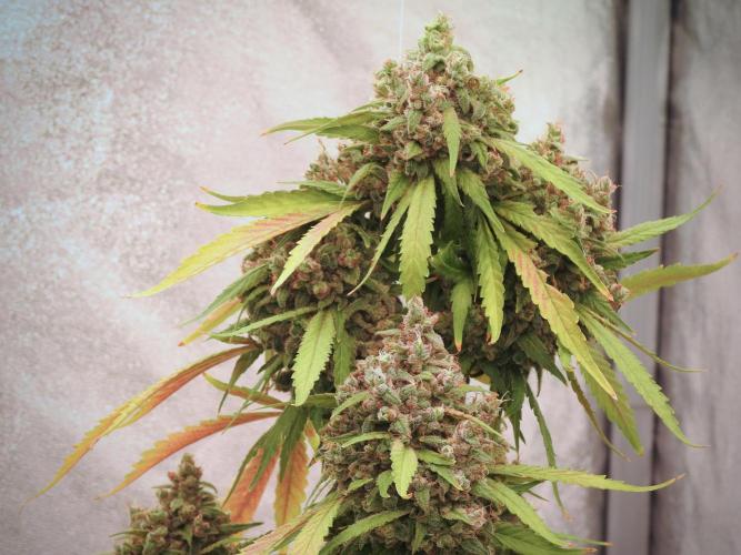 BlueBerry by Zamnesia Seeds. Week 13 - BB#2