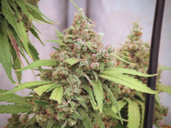 BlueBerry by Zamnesia Seeds. Week 13 - BB#2