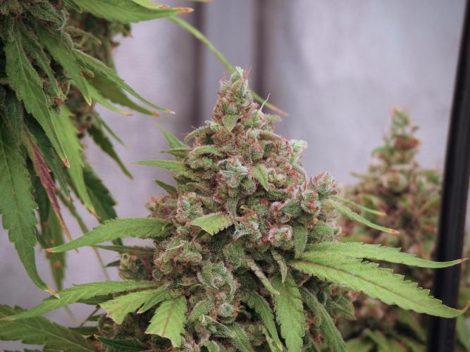 BlueBerry by Zamnesia Seeds. Week 13 - BB#2