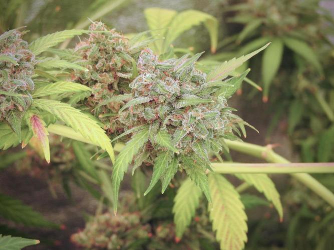 BlueBerry by Zamnesia Seeds. Week 13 - BB#2