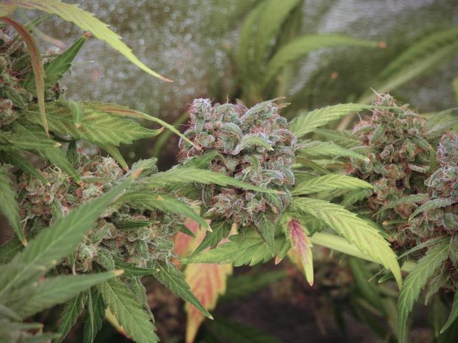 BlueBerry by Zamnesia Seeds. Week 13 - BB#2