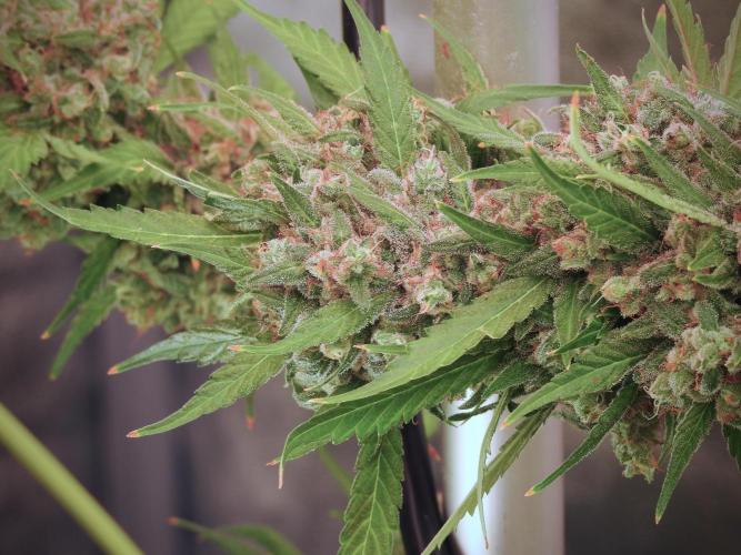 BlueBerry by Zamnesia Seeds. Week 13 - BB#2