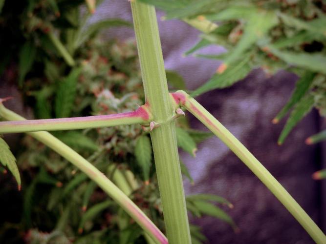 BlueBerry by Zamnesia Seeds. Week 13 - BB#2
