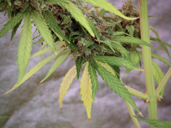 BlueBerry by Zamnesia Seeds. Week 13 - BB#2