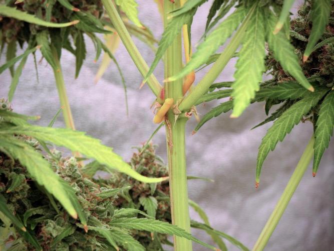 BlueBerry by Zamnesia Seeds. Week 13 - BB#2