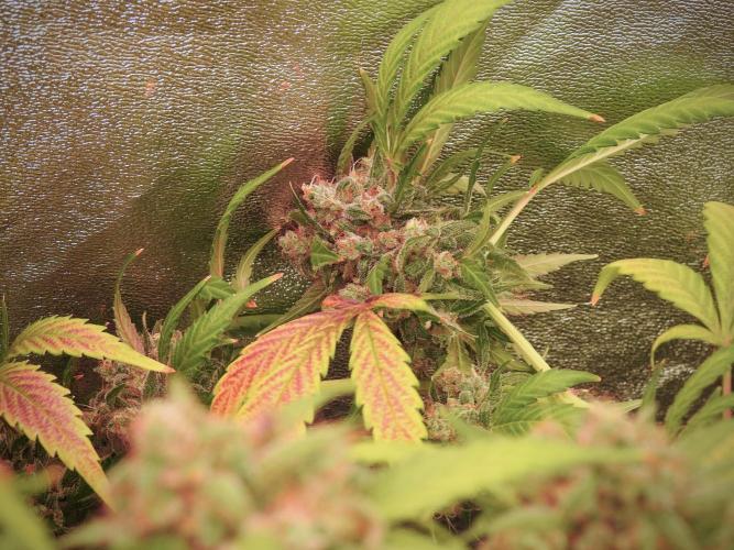 BlueBerry by Zamnesia Seeds. Week 13 - BB#2