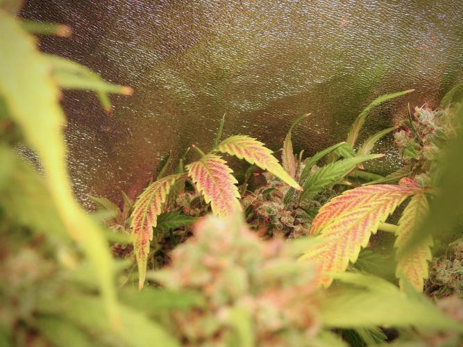 BlueBerry by Zamnesia Seeds. Week 13 - BB#2