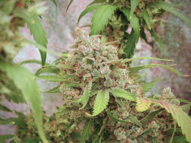 BlueBerry by Zamnesia Seeds. Week 13 - BB#2