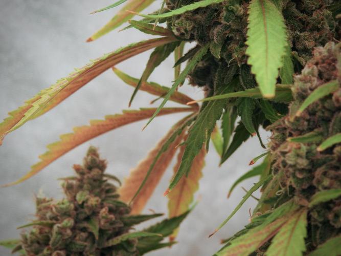 BlueBerry by Zamnesia Seeds. Week 13 - BB#2