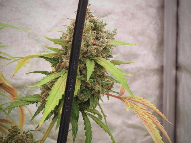 BlueBerry by Zamnesia Seeds. Week 13 - BB#2